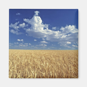USA, Bundesstaat Washington, Colfax. Reifer Weizen Magnet