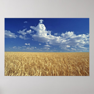 USA, Bundesstaat Washington, Colfax. Reifer Weizen Poster
