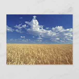 USA, Bundesstaat Washington, Colfax. Reifer Weizen Postkarte