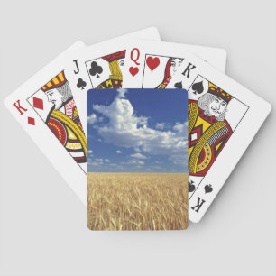 USA, Bundesstaat Washington, Colfax. Reifer Weizen Spielkarten