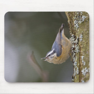 USA, Bundesstaat Washington, Kleiber mit roter Bru Mousepad