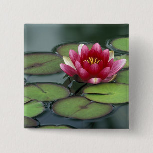USA, Bundesstaat Washington, Seattle. Seerose und Button