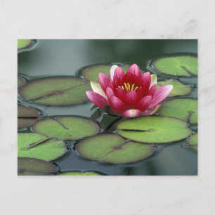 USA, Bundesstaat Washington, Seattle. Seerose und Postkarte