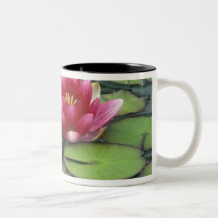 USA, Bundesstaat Washington, Seattle. Seerose und Zweifarbige Tasse