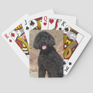 USA, California. Labradoodle Sitting Spielkarten