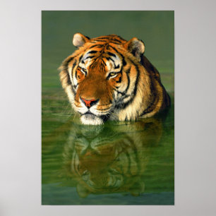 USA, California, Los Angeles County. Bengal Poster