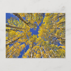 USA, Colorado, Aspen area. Aspen Wald im Herbst Postkarte