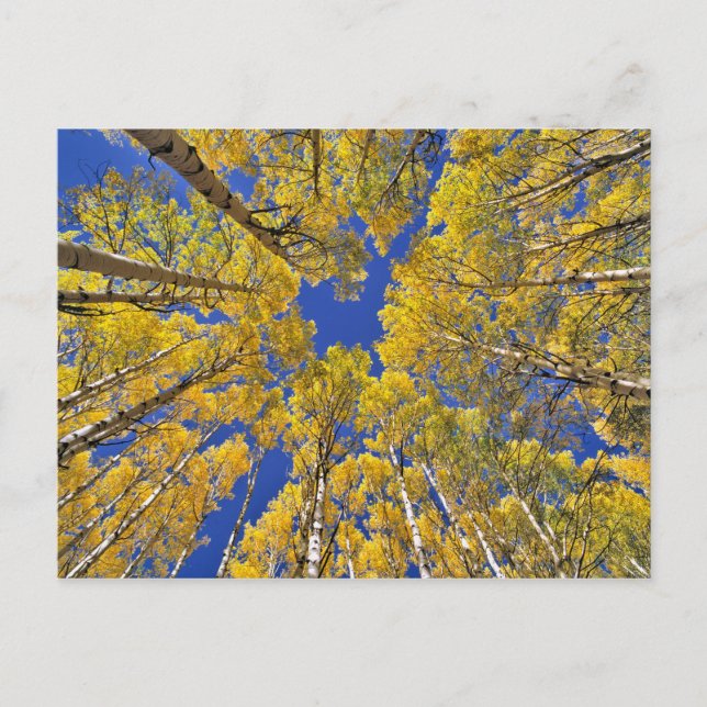 USA, Colorado, Aspen area. Aspen Wald im Herbst Postkarte (Vorderseite)