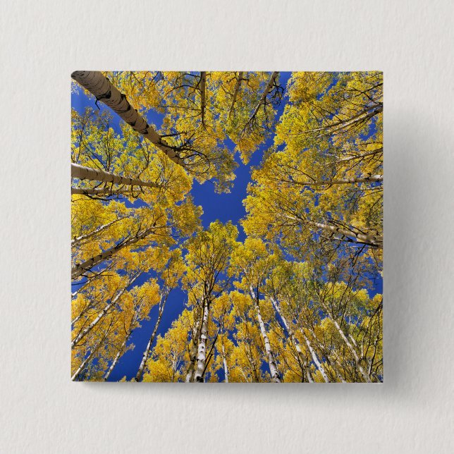 USA, Colorado, Aspen area. Aspenwald im Herbst Button (Vorderseite)