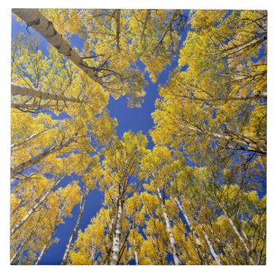 USA, Colorado, Aspen area. Aspenwald im Herbst Fliese