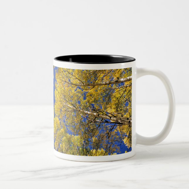 USA, Colorado, Aspen area. Aspenwald im Herbst Zweifarbige Tasse (Rechts)