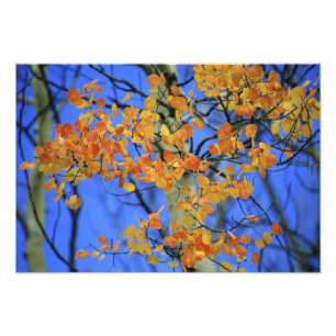 USA, Colorado Aspen-Blätter, die Fotodruck