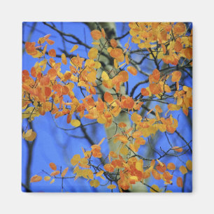 USA, Colorado. Aspen-Blätter, die Magnet