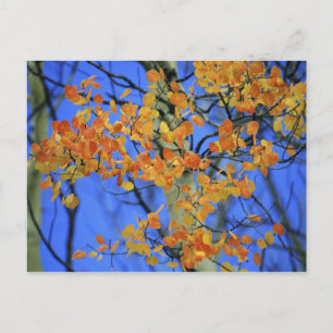 USA, Colorado Aspen-Blätter, die Postkarte