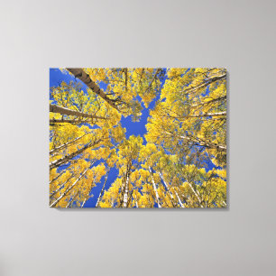 USA, Colorado, Aspen-Gegend. Espenwald im Herbst Leinwanddruck