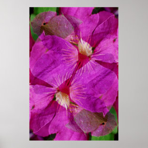 USA, Colorado, Boulder. Blume Clematis Poster