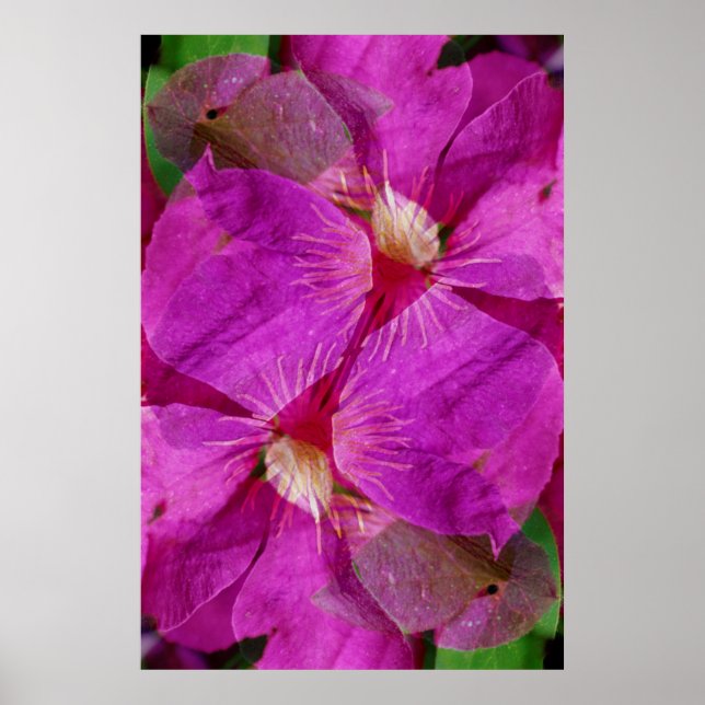 USA, Colorado, Boulder. Blume Clematis Poster (Vorne)