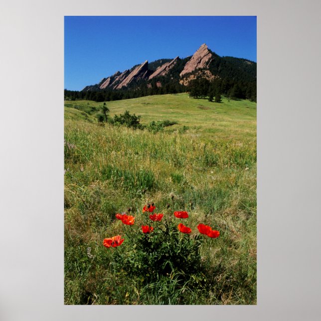 USA, Colorado, Boulder. Flatironen und Mohnblumen Poster (Vorne)