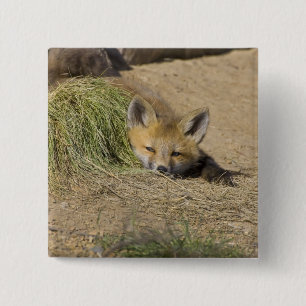 USA, Colorado, Breckenridge. Alarmierender Rotfuch Button