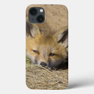 USA, Colorado, Breckenridge. Alarmierter Fuchs Case-Mate iPhone Hülle