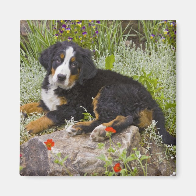 USA, Colorado, Breckenridge. Frau Bernese Magnet (Vorne)