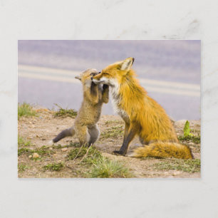 USA, Colorado, Breckenridge. Mutter von Rotfuchs 2 Postkarte
