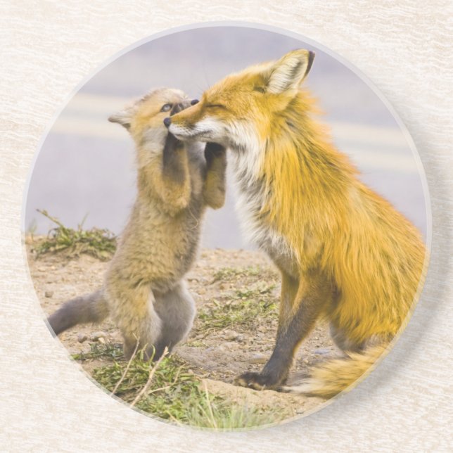 USA, Colorado, Breckenridge. Mutter von Rotfuchs 2 Sandstein Untersetzer (Vorne)
