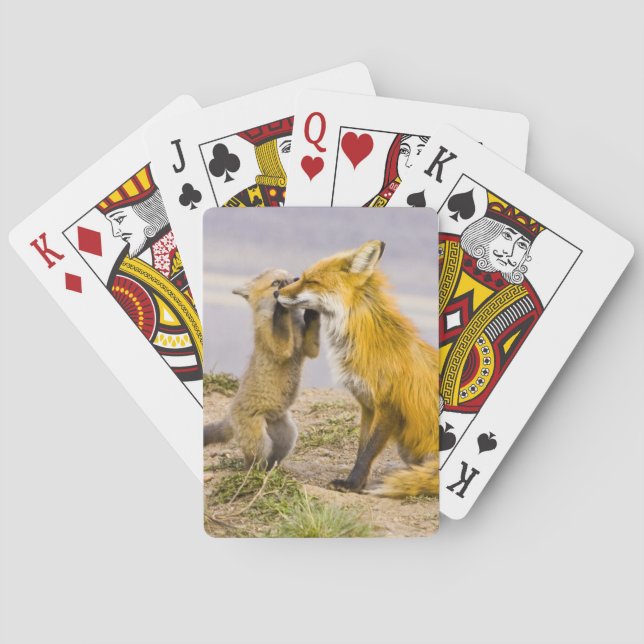 USA, Colorado, Breckenridge. Mutter von Rotfuchs 2 Spielkarten (Rückseite)