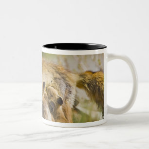 USA, Colorado, Breckenridge. Mutter von Rotfuchs 3 Zweifarbige Tasse
