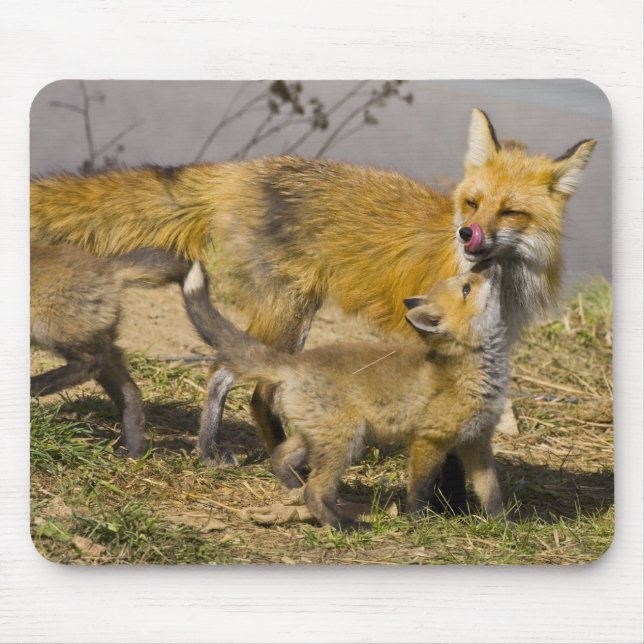 USA, Colorado, Breckenridge. Mutter von Rotfuchs Mousepad (Vorne)