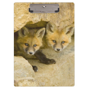 USA, Colorado, Breckenridge. Neugieriger Rotfuchs Klemmbrett