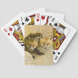 USA, Colorado, Breckenridge. Neugieriger Rotfuchs Spielkarten