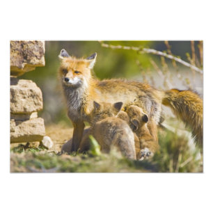 USA, Colorado, Breckenridge. Rotfuchs-Mutter 2 Fotodruck