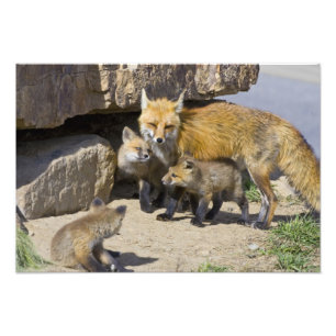 USA, Colorado, Breckenridge. Rotfuchs-Mutter 3 Fotodruck