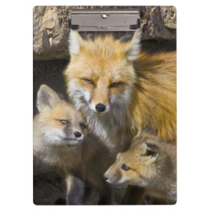 USA, Colorado, Breckenridge. Rotfuchs-Mutter 4 Klemmbrett