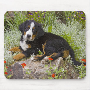 USA, Colorado, Breckenridge. Weiblicher Berner Sen Mousepad
