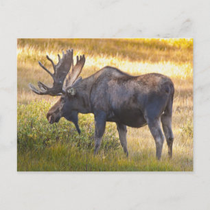 USA, Colorado, Cameron Pass. Bull-Elch Postkarte