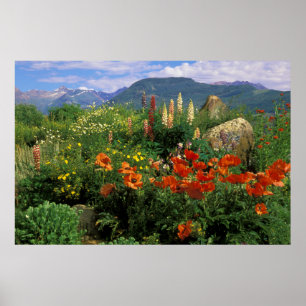 USA, Colorado, Crested Butte. Mohn und Lupine Poster