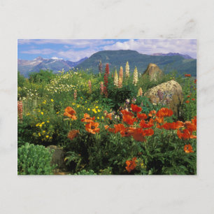 USA, Colorado, Crested Butte. Mohn und Lupine Postkarte