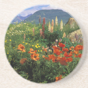 USA, Colorado, Crested Butte. Mohn und Lupine Sandstein Untersetzer