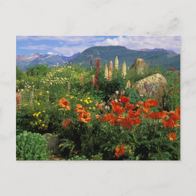 USA, Colorado, Crested Butte. Pflaumen und Lupine Postkarte (Vorderseite)
