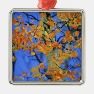 USA, Colorado. Espenblätter, die Ornament Aus Metall