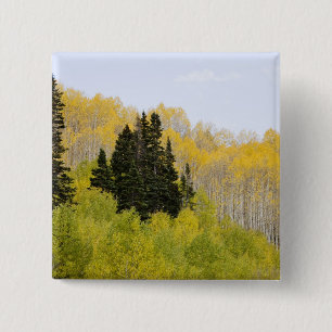 USA, Colorado, Gunnison National Forest, entlang 2 Button