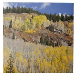 USA, Colorado, Gunnison National Forest, entlang Fliese