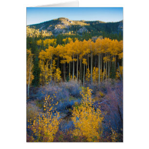 USA, Colorado. Helle gelbe Espen in den Rockies