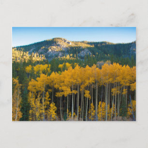 USA, Colorado. Helle gelbe Espen in den Rockies Postkarte