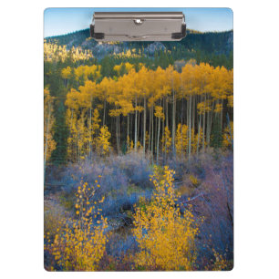 USA, Colorado. Hellgelbe Aspekte in Rockies Klemmbrett