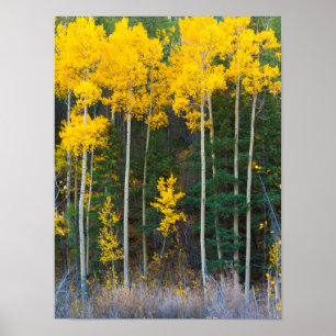 USA, Colorado Hellgelbe Aspekte in Rockies Poster