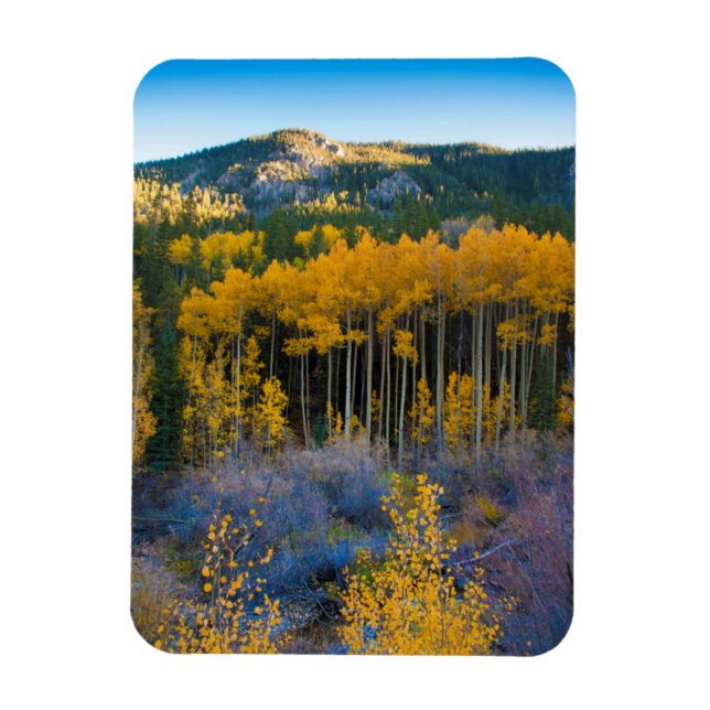 USA, Colorado Hellgelbe Aspen in Rockies Magnet (Vertikal)
