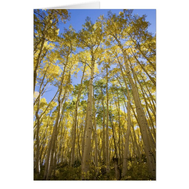 USA, Colorado, Herbstaspenden entlang der letzten (Vorne)